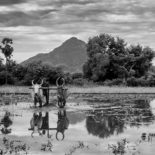Tiruvannamalai Photographs shot by Jiby Charles; Review by PhotoMail