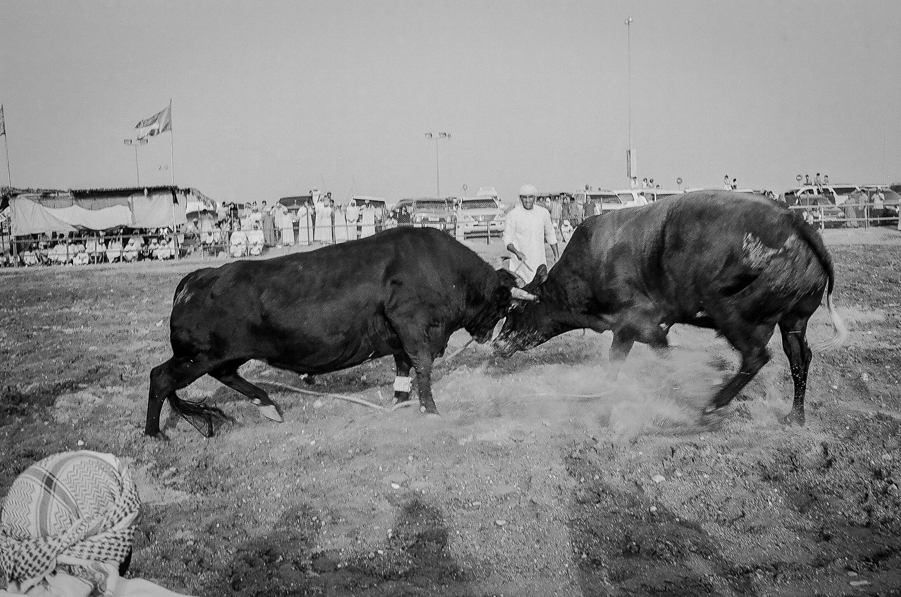 Bull Fight in Fujairah © Leo James 2015