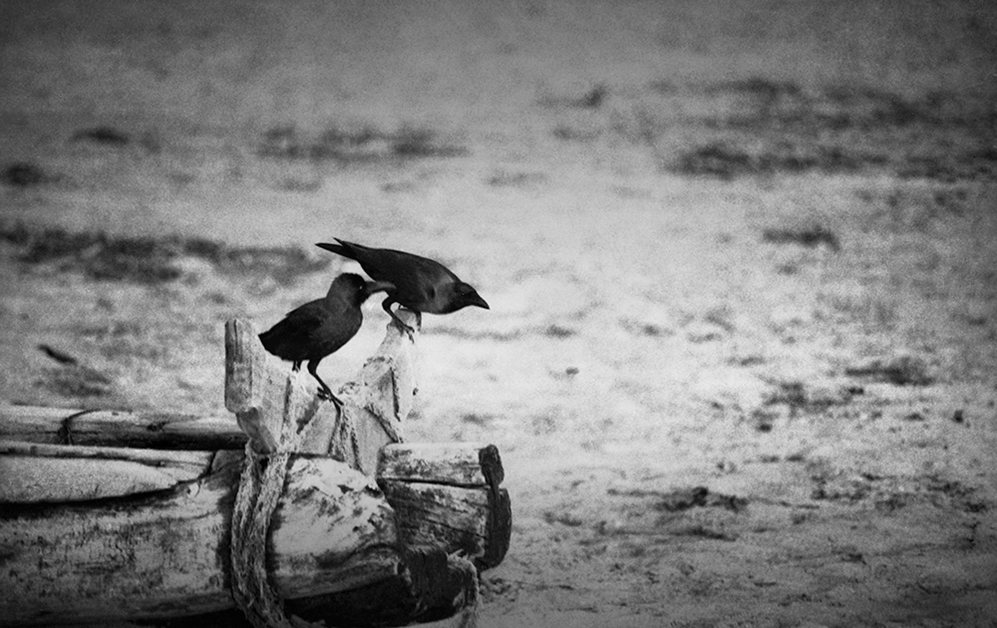 The Crow © അബുൽ കലാം ആസാദ് 1980s