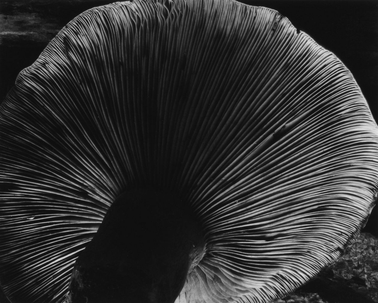 Mushroom Edward Weston 1940_1
