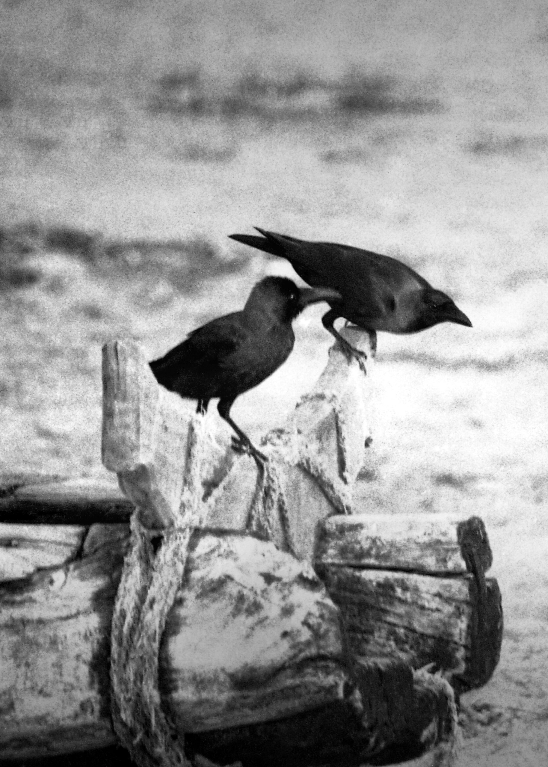 The crows, early photographs of Abul Kalam Azad